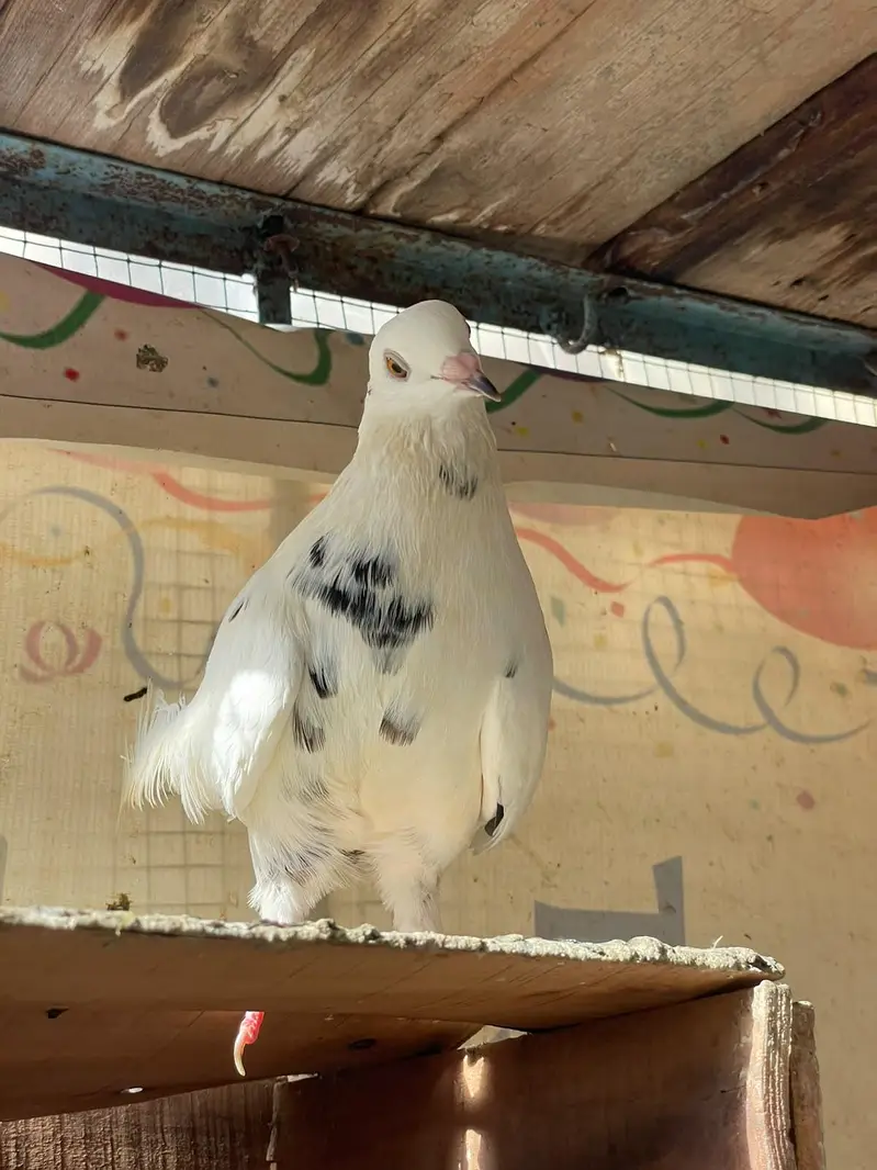 fancy beautiful active healthy and breeding pairs