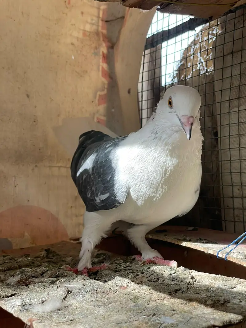 fancy beautiful active healthy and breeding pairs — photo 2