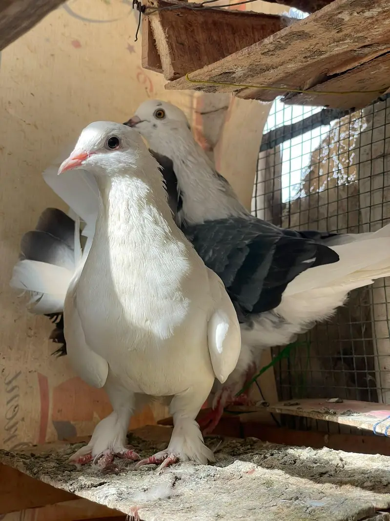fancy beautiful active healthy and breeding pairs — photo 3
