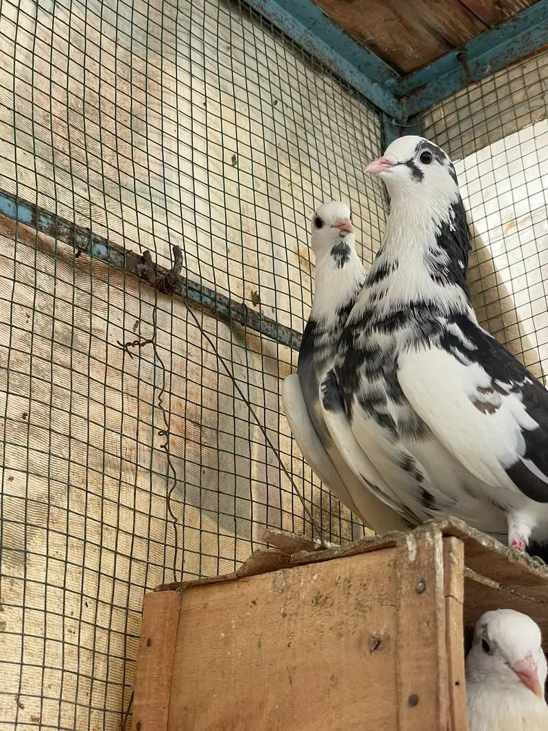 fancy beautiful active healthy and breeding pairs — photo 4