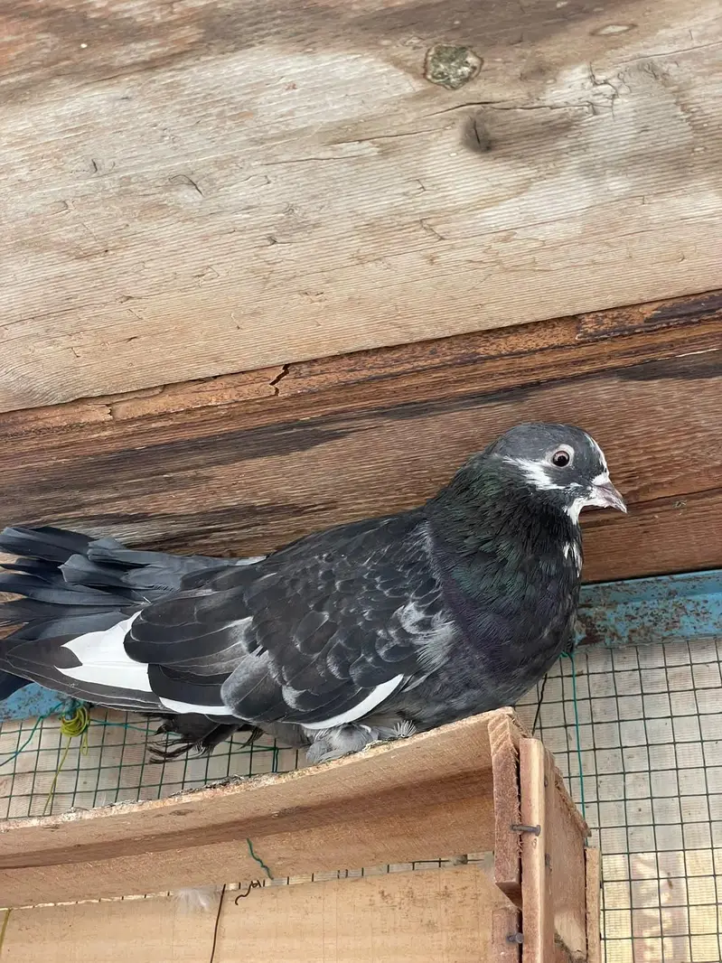 fancy beautiful active healthy and breeding pairs — photo 5