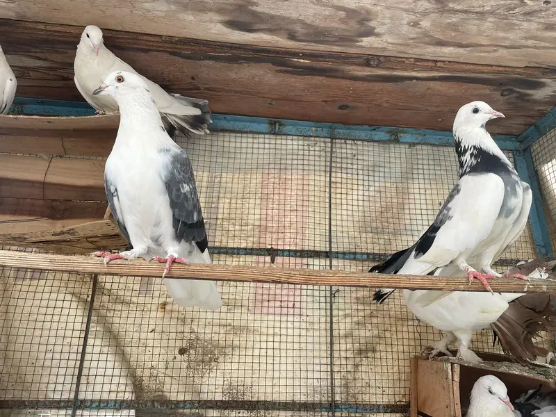 fancy beautiful active healthy and breeding pairs — photo 6
