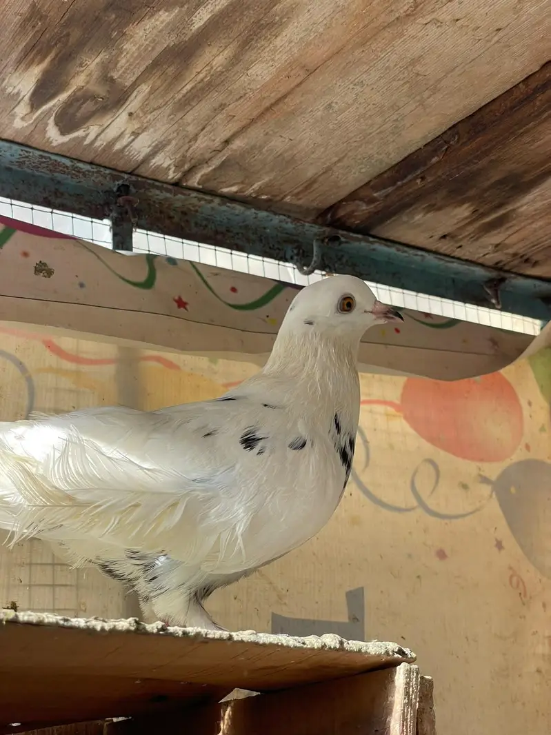 fancy beautiful active healthy and breeding pairs — photo 7