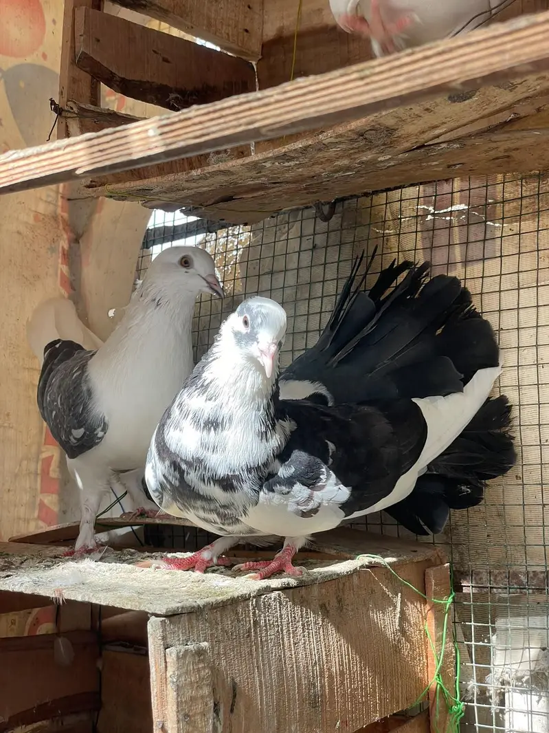 fancy beautiful active healthy and breeding pairs — photo 8