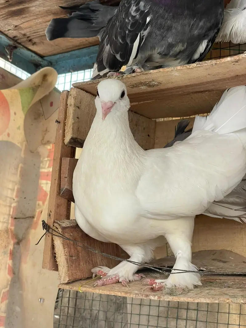 fancy beautiful active healthy and breeding pairs — photo 10
