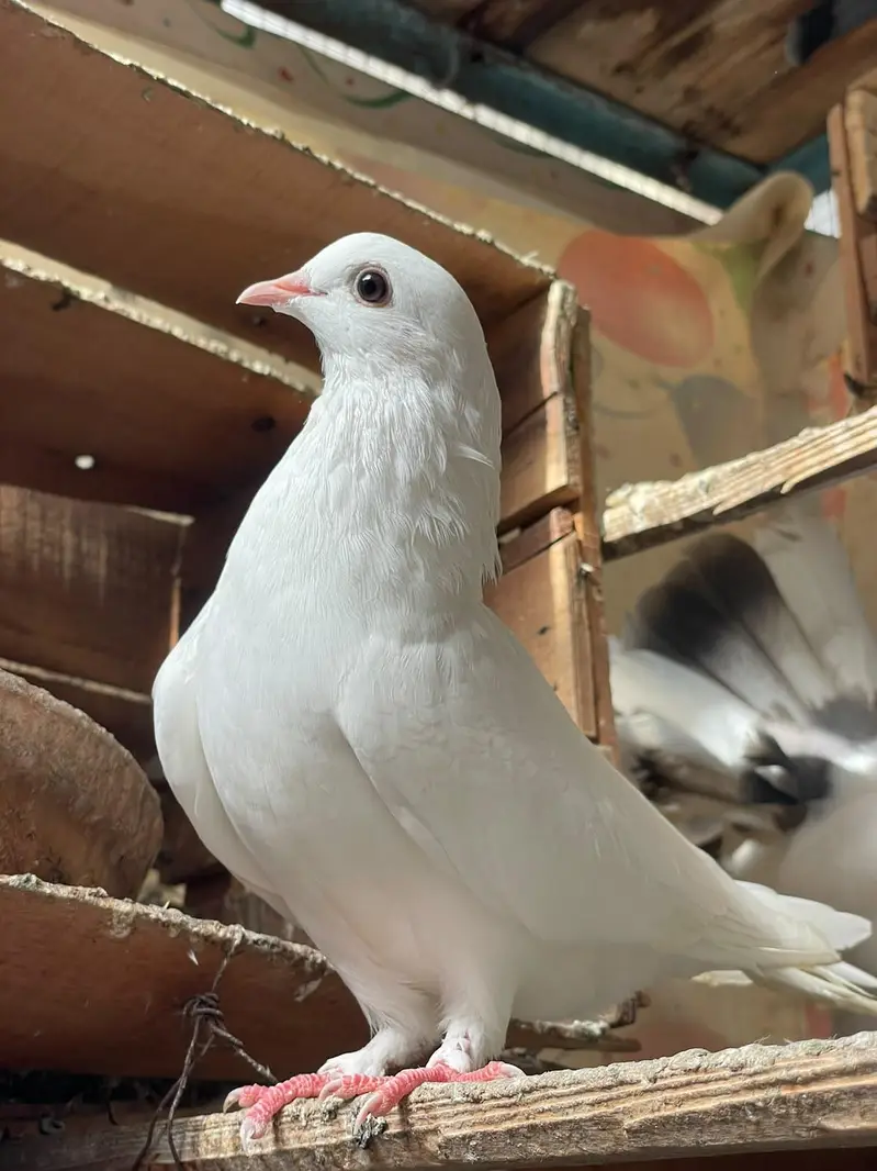 fancy beautiful active healthy and breeding pairs — photo 12