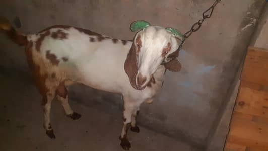 Got for sale giving one litre Milk everyday