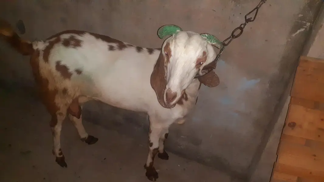 Got for sale giving one litre Milk everyday