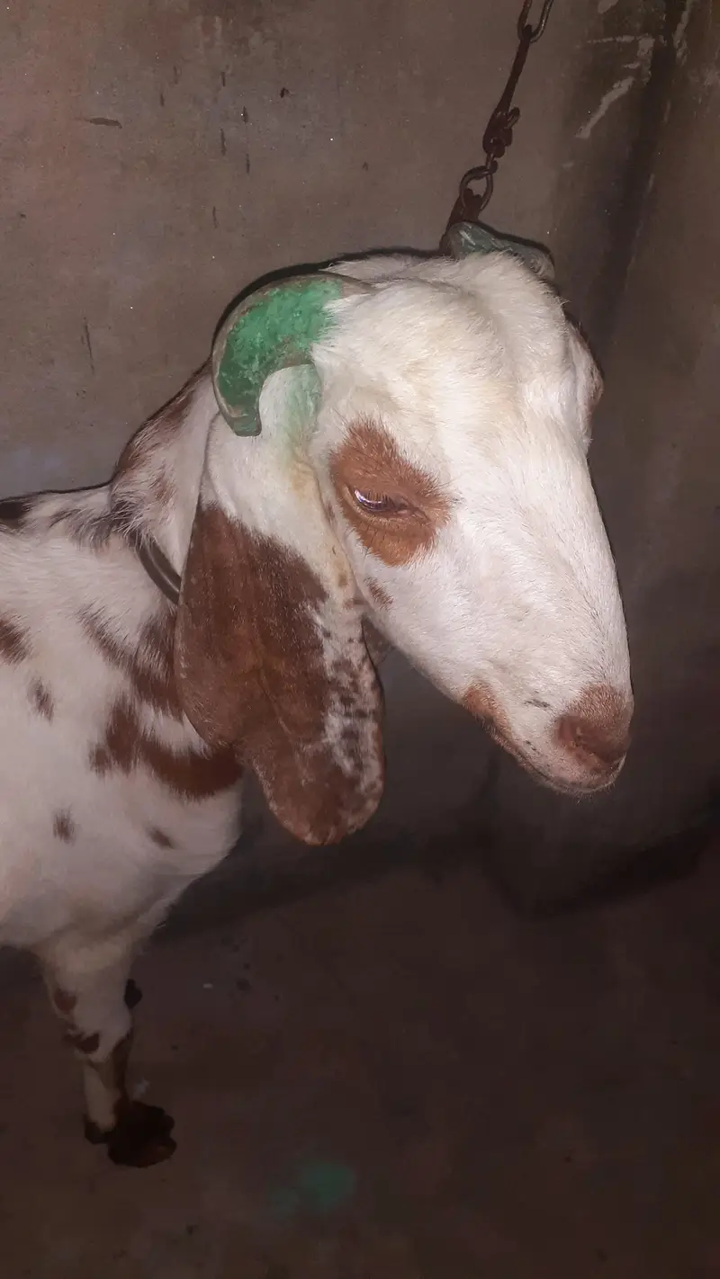 Got for sale giving one litre Milk everyday — photo 2