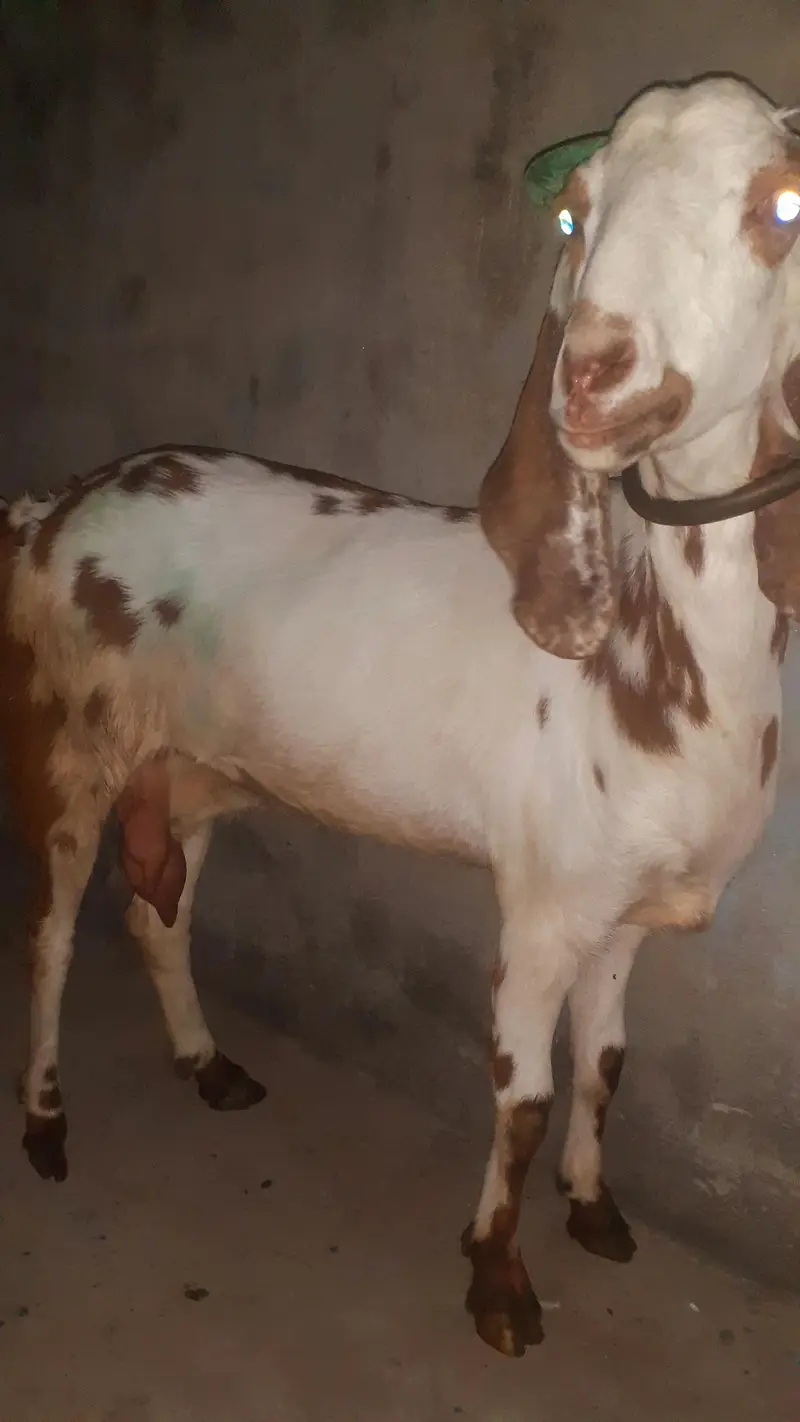 Got for sale giving one litre Milk everyday — photo 3