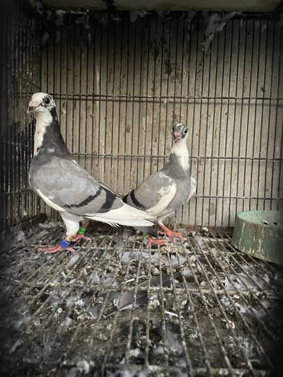 qasid pigeons pedigree imported  2 phata