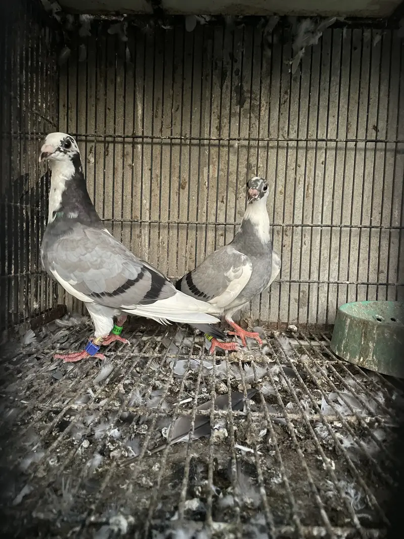 qasid pigeons pedigree imported  2 phata