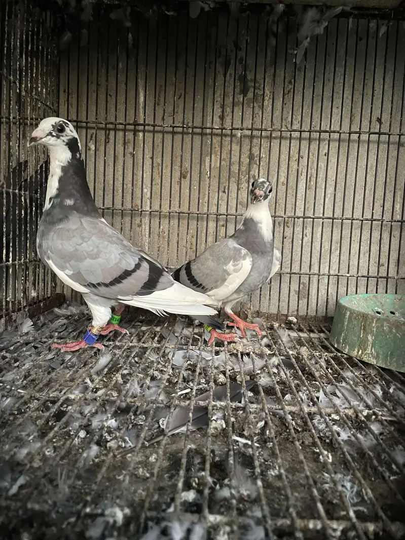qasid pigeons pedigree imported  2 phata — photo 2
