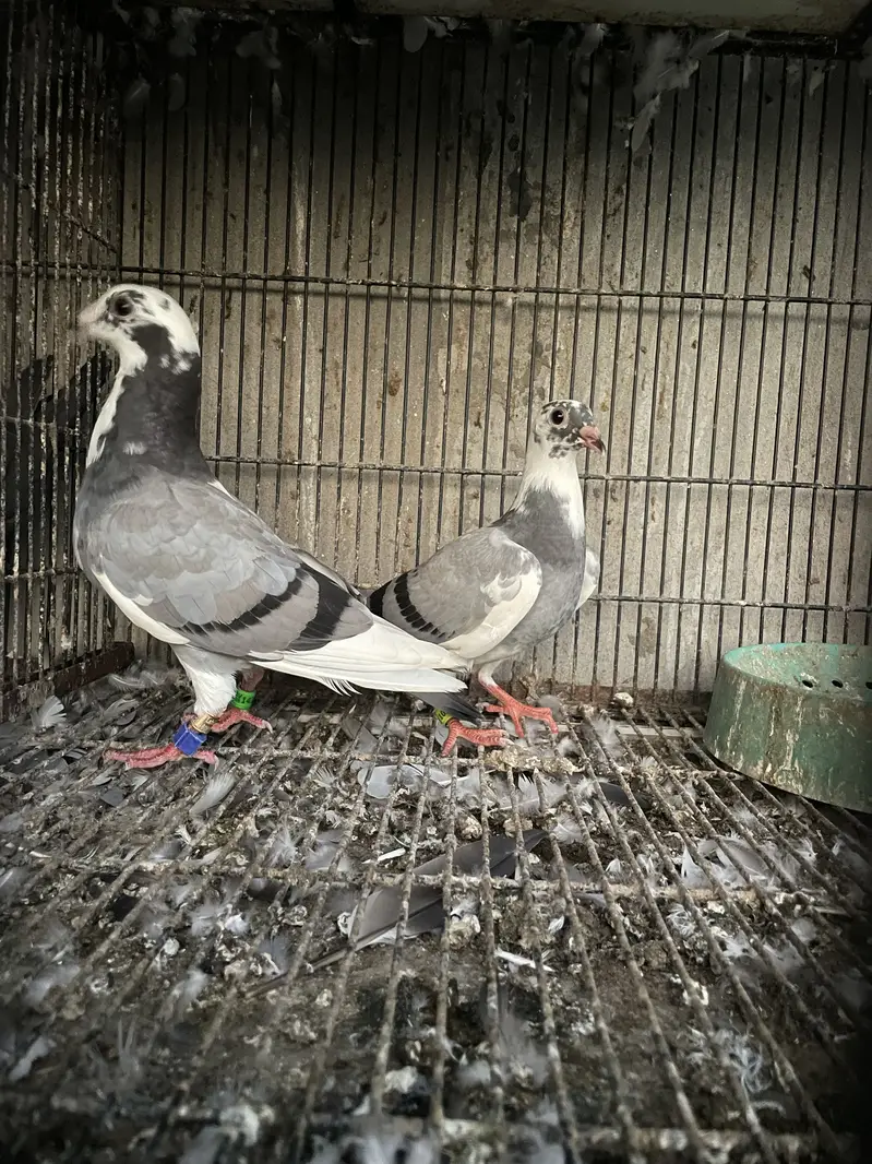 qasid pigeons pedigree imported  2 phata — photo 3