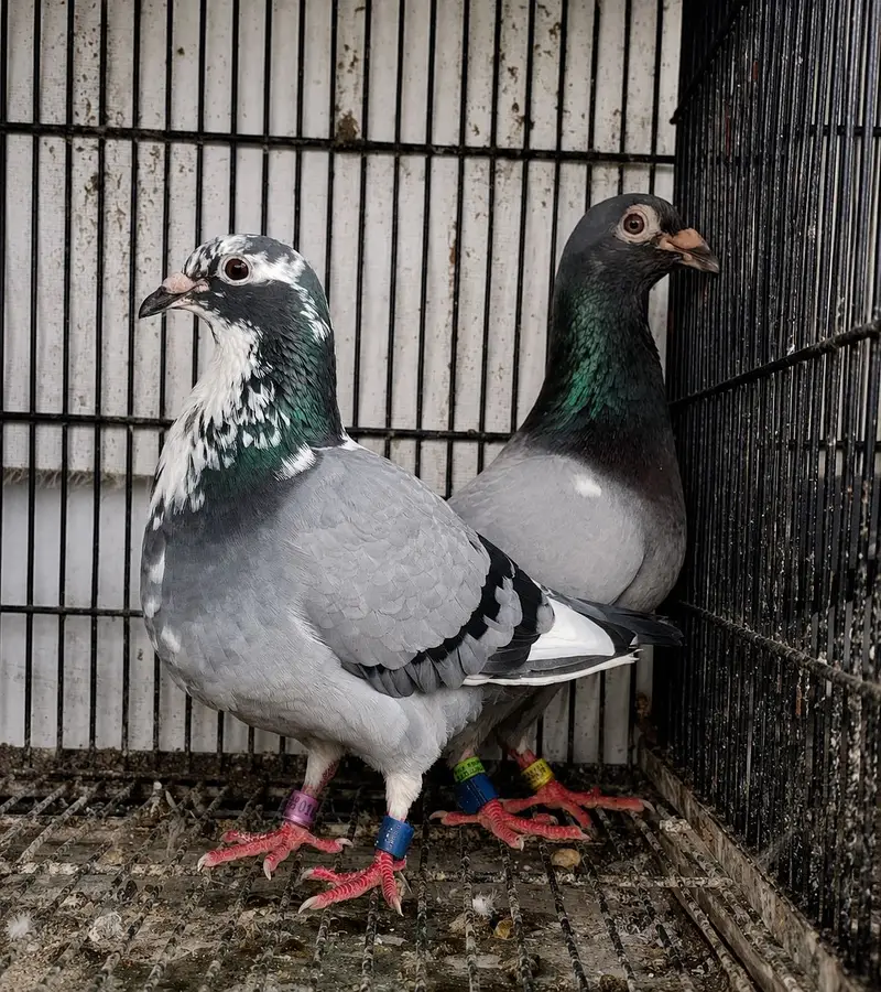 qasid pigeons pedigree imported  2 phata — photo 4