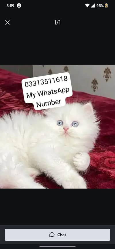 Persian kittens for sale