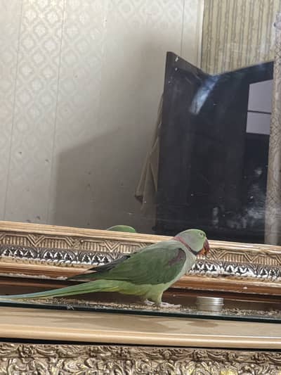Raw parrots