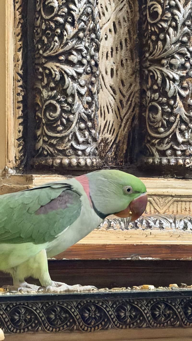 Raw parrots 1