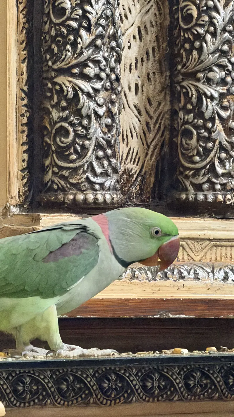 Raw parrots — photo 2