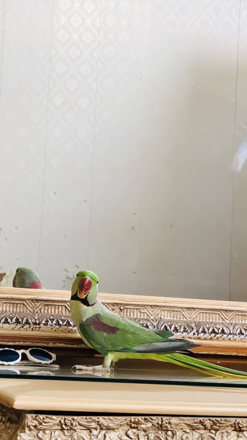 Raw parrots 2