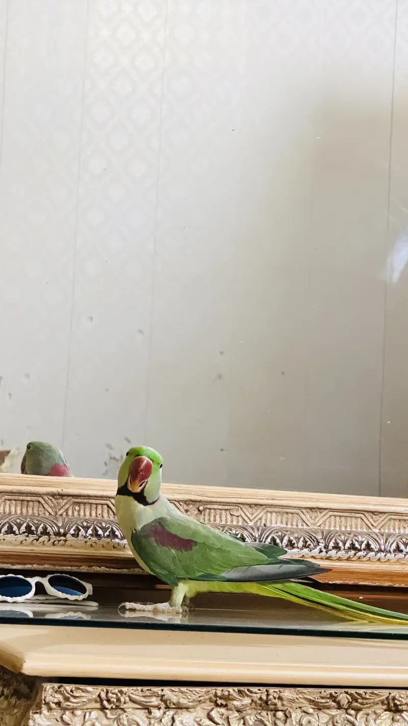 Raw parrots — photo 3