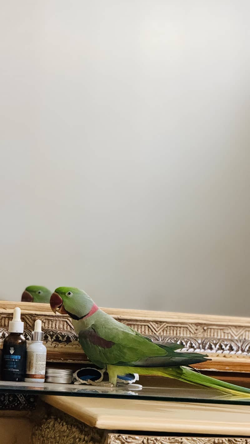 Raw parrots 3