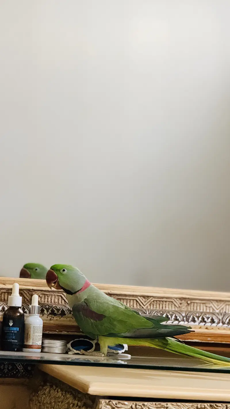 Raw parrots — photo 4