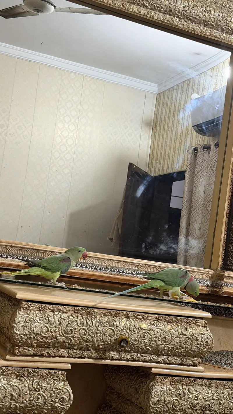 Raw parrots — photo 5