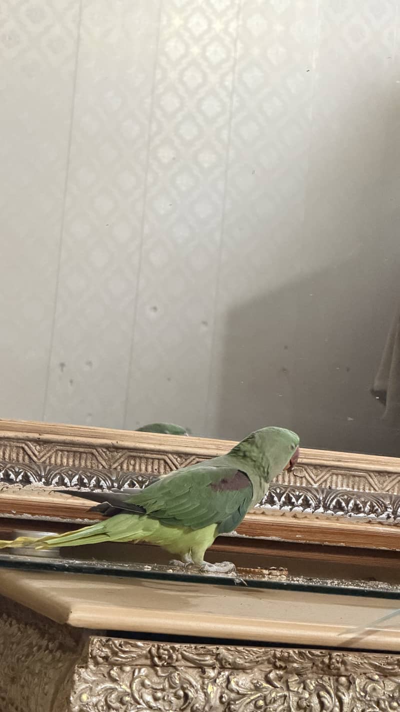 Raw parrots 5