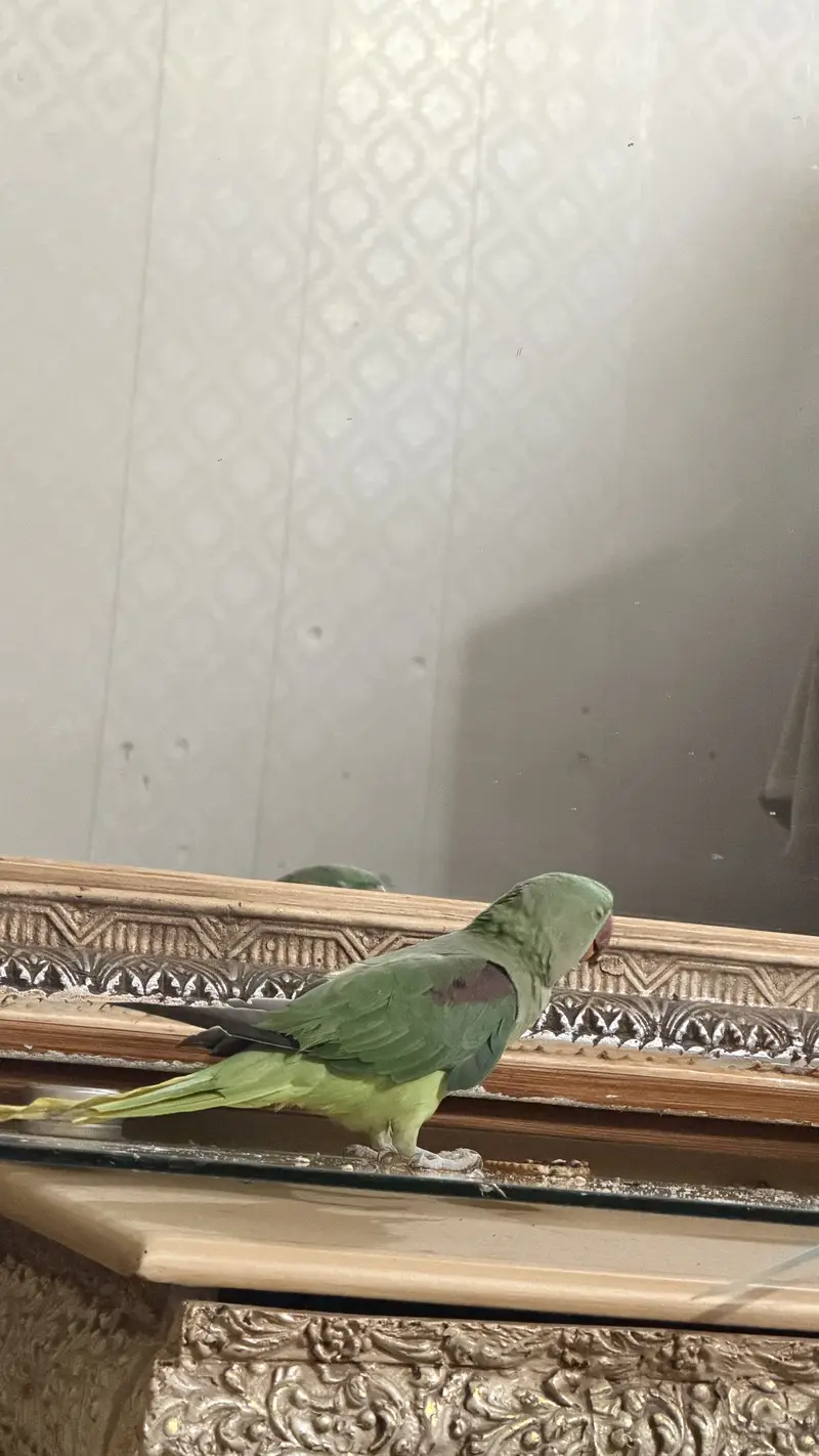 Raw parrots — photo 6