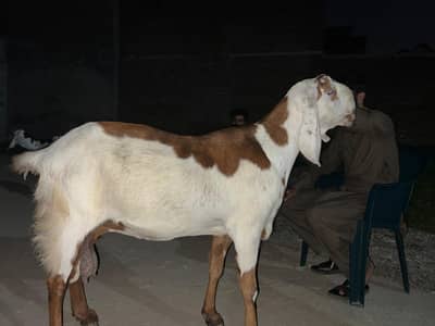Nasali Bakri For Sale