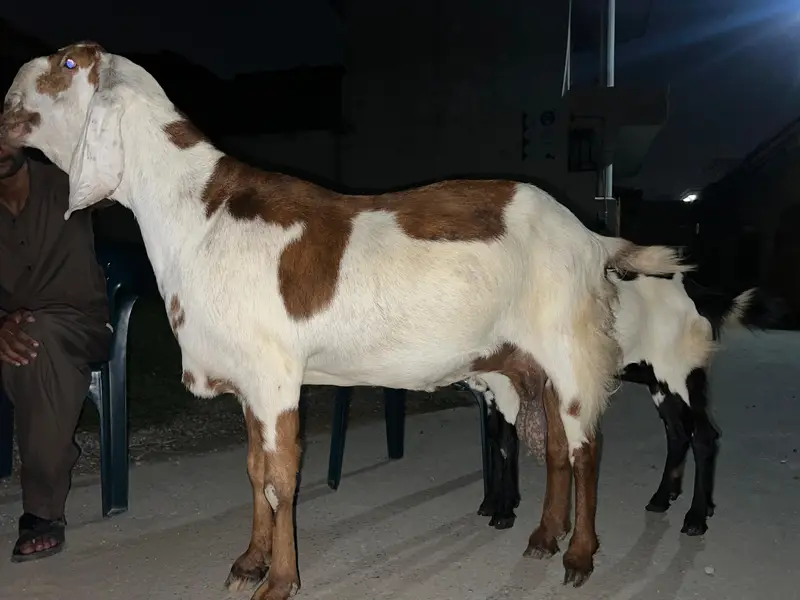 Nasali Bakri For Sale — photo 2