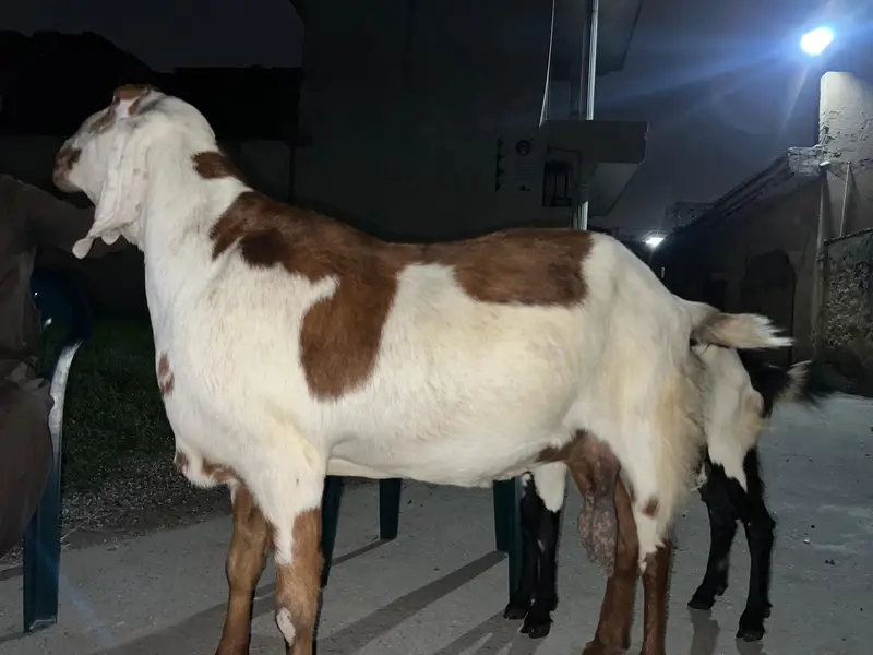 Nasali Bakri For Sale — photo 4