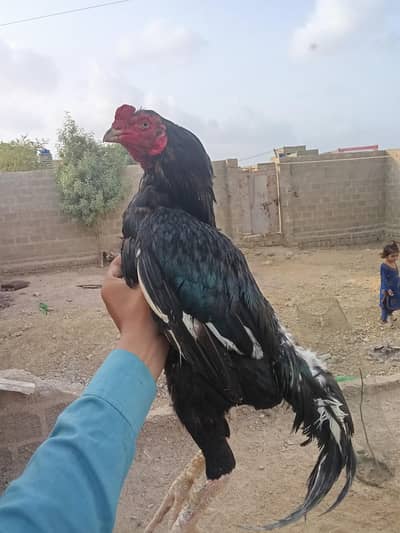 aseel pure lasani murga ha