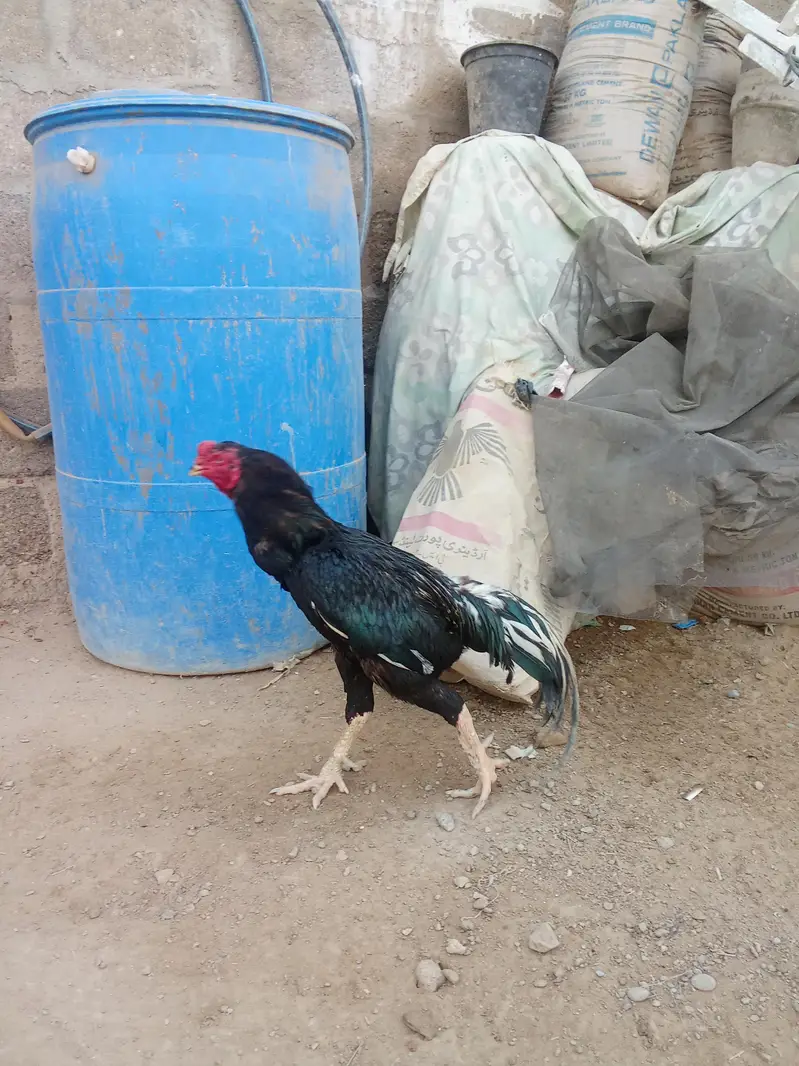 aseel pure lasani murga ha — photo 2