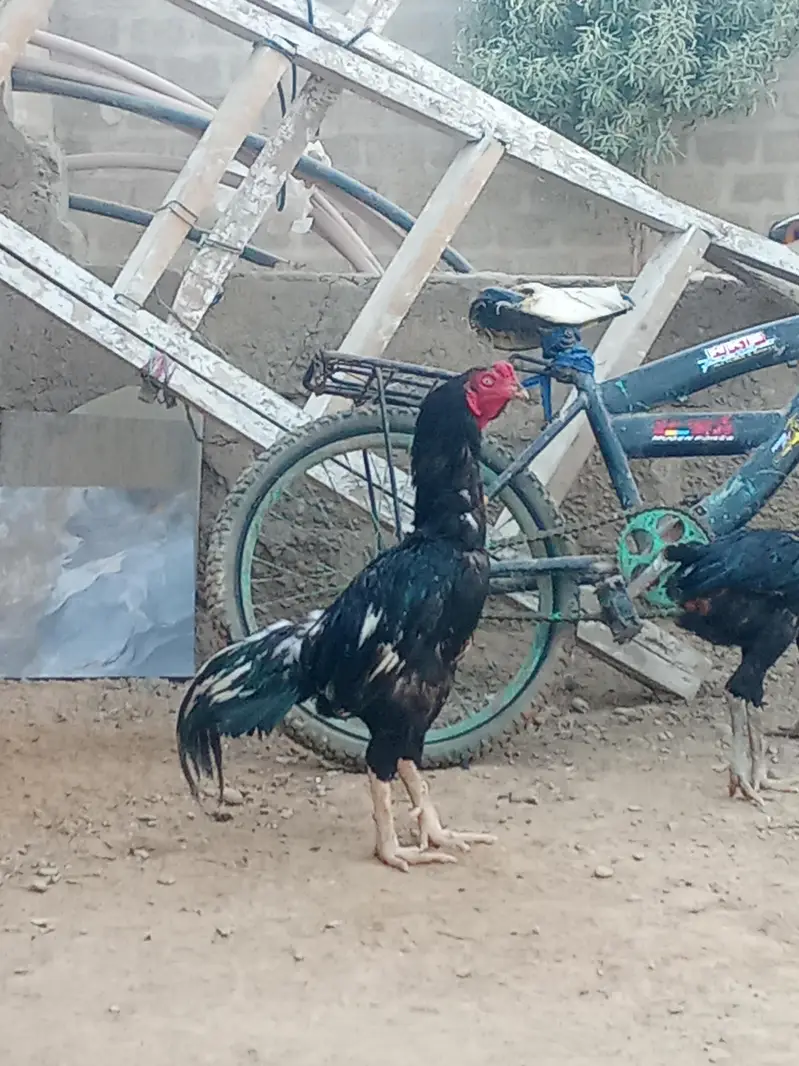 aseel pure lasani murga ha — photo 3