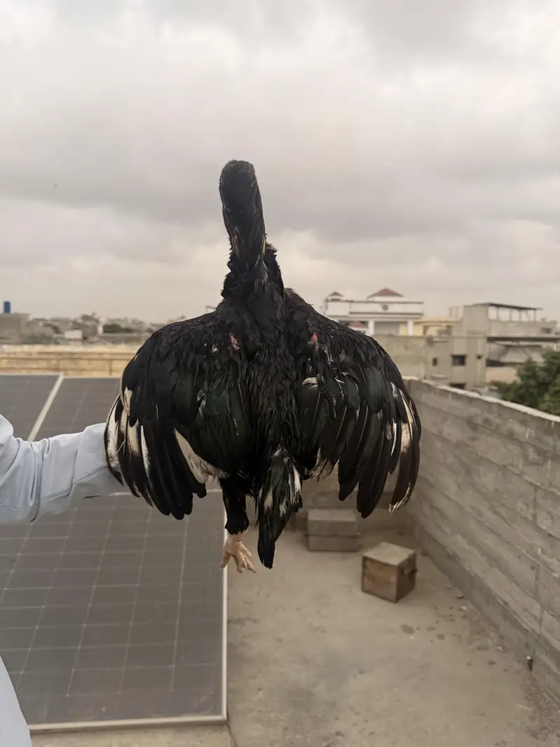 aseel pure lasani murga ha — photo 5