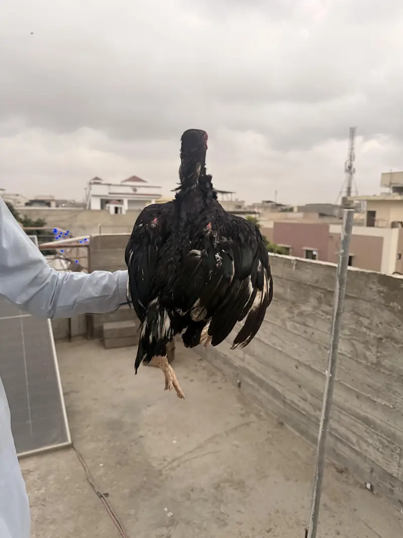 aseel pure lasani murga ha — photo 6