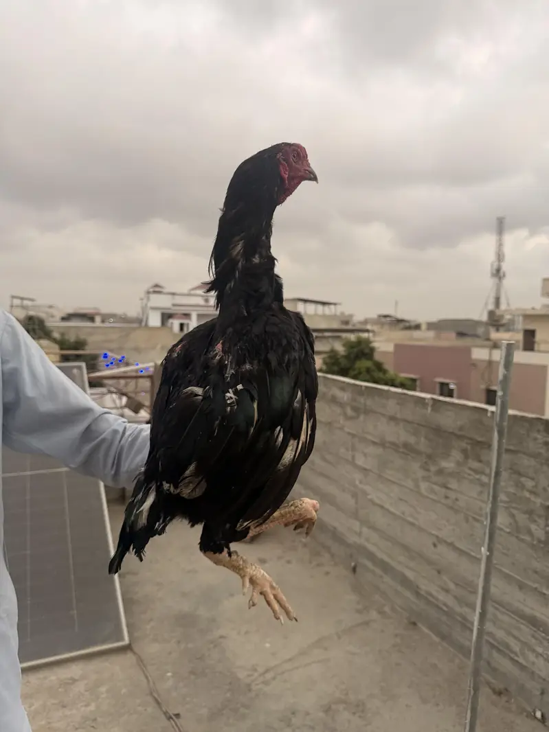 aseel pure lasani murga ha — photo 7