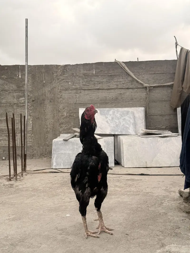 aseel pure lasani murga ha — photo 10