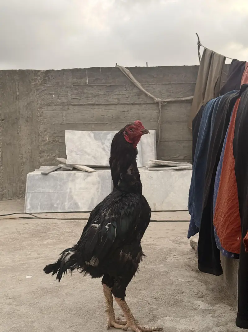 aseel pure lasani murga ha — photo 11
