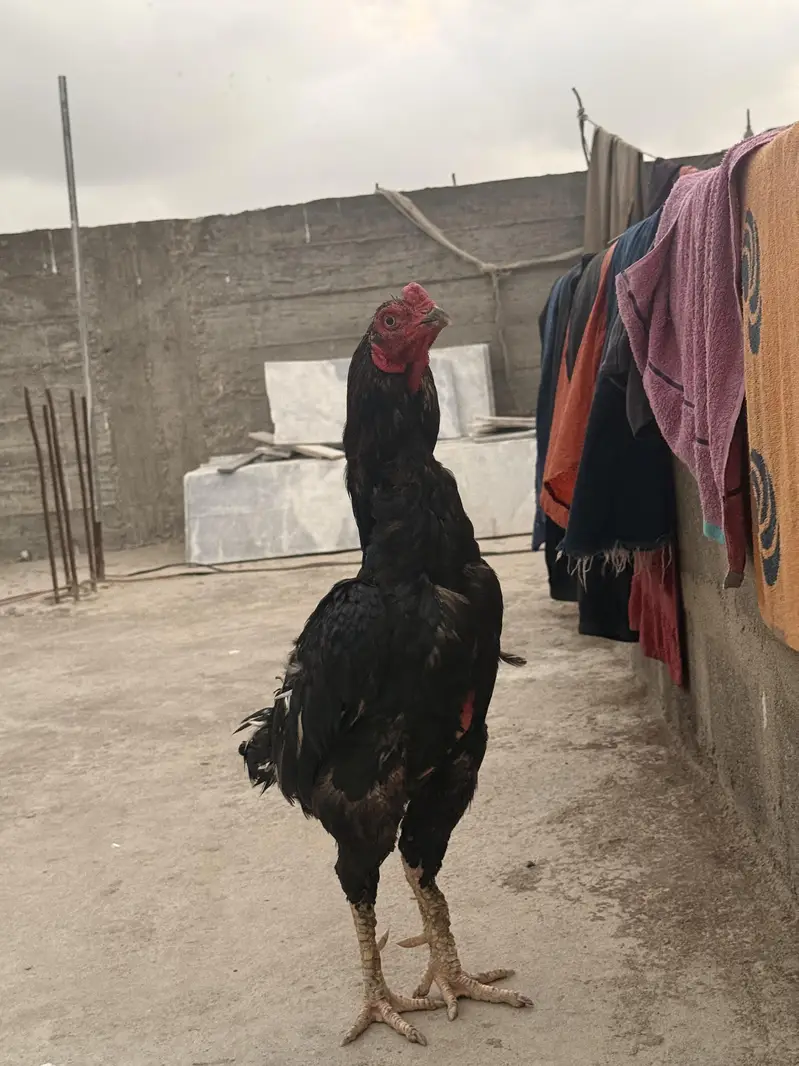 aseel pure lasani murga ha — photo 12
