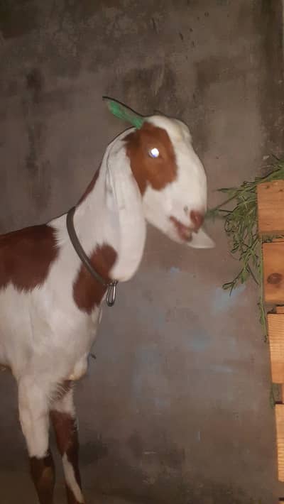 Got for sale in very reasonable price