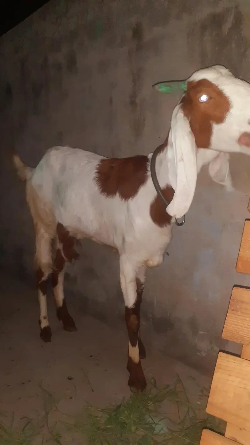 Got for sale in very reasonable price — photo 4