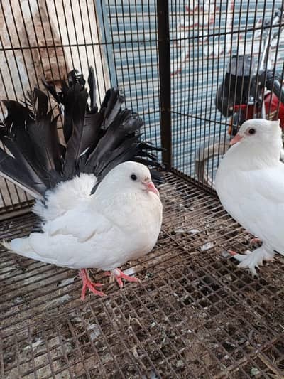 4 luckay kaboter 2 female 2 male