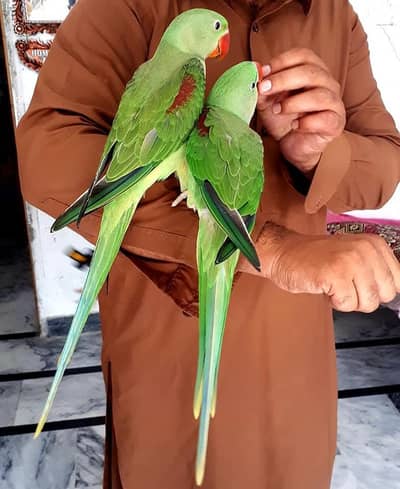 raw parrot pair