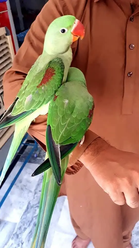 raw parrot pair — photo 2
