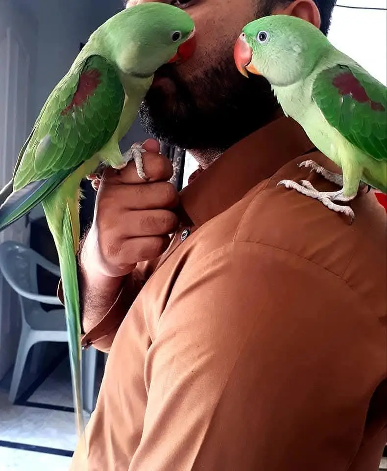 raw parrot pair — photo 5