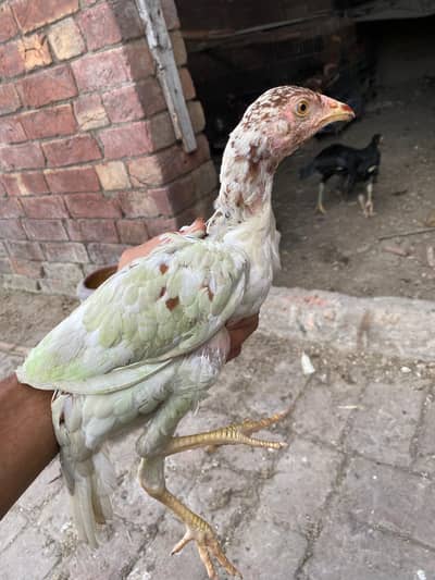 Aseel murgi murga mix 2000 per hen male female contact num 03244074654