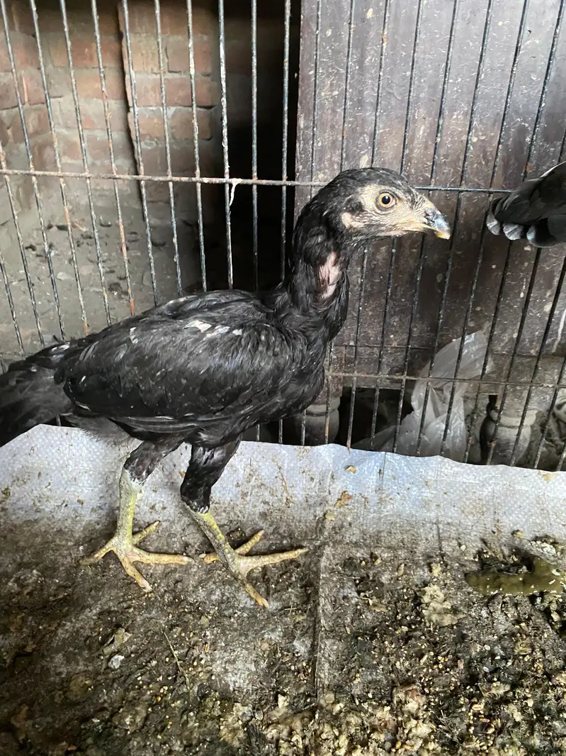 Aseel murgi murga mix 2000 per hen male female contact num 03244074654 — photo 2
